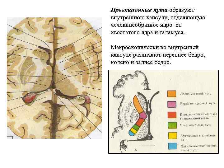 Проекционные пути образуют внутреннюю капсулу, отделяющую чечевицеобразное ядро от хвостатого ядра и таламуса. Макроскопически