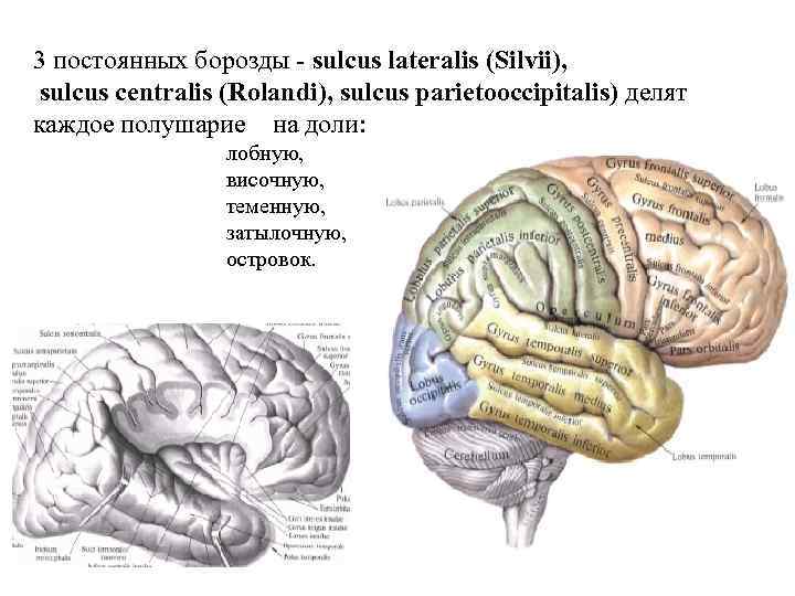 3 постоянных борозды - sulcus lateralis (Silvii), sulcus centralis (Rolandi), sulcus parietooccipitalis) делят каждое