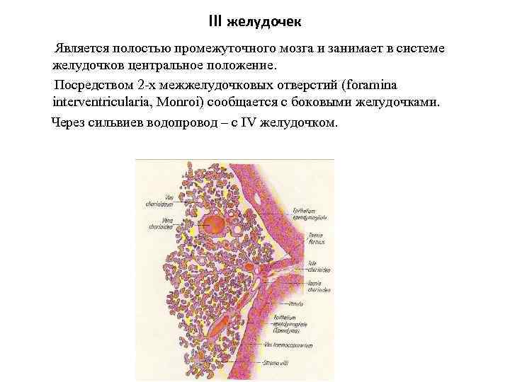 III желудочек Является полостью промежуточного мозга и занимает в системе желудочков центральное положение. Посредством