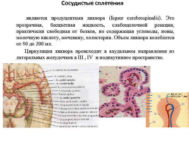 Сосудистые сплетения являются продуцентами ликвора (liquor cerebrospinalis). Это прозрачная, бесцветная жидкость, слабощелочной реакции, практически