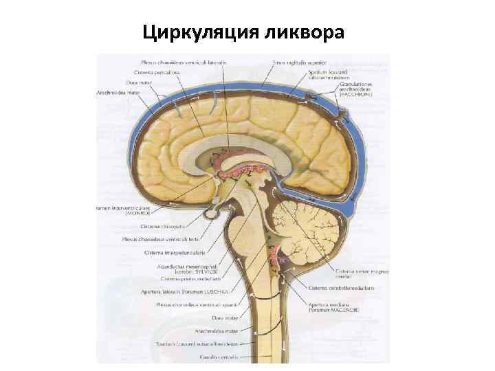 Циркуляция ликвора 