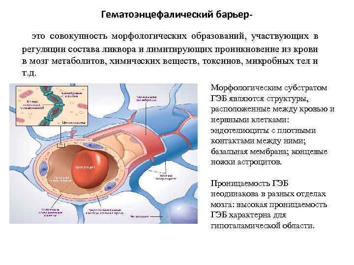 Гематоэнцефалический барьерэто совокупность морфологических образований, участвующих в регуляции состава ликвора и лимитирующих проникновение из