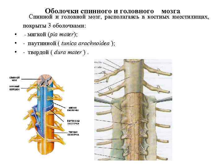 Оболочки спинного и головного мозга Спинной и головной мозг, располагаясь в костных вместилищах, покрыты