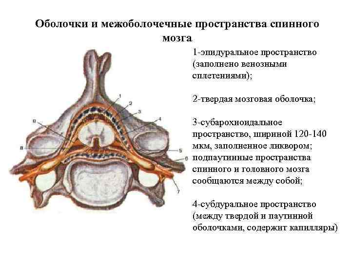 Оболочки и межоболочечные пространства спинного мозга 1 -эпидуральное пространство (заполнено венозными сплетениями); 2 -твердая