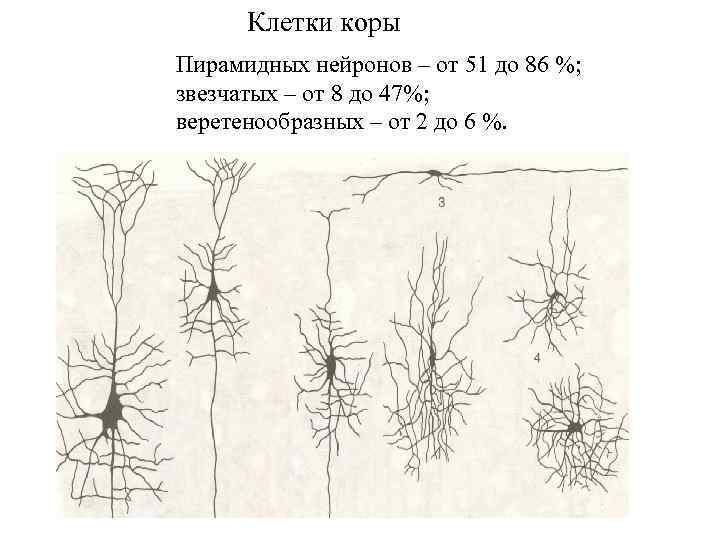 Клетки коры Пирамидных нейронов – от 51 до 86 %; звезчатых – от 8