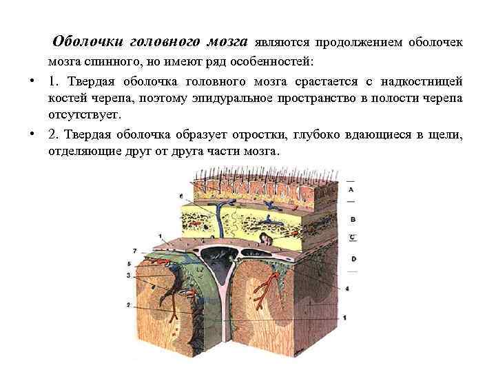 Оболочки головного мозга являются продолжением оболочек мозга спинного, но имеют ряд особенностей: • 1.