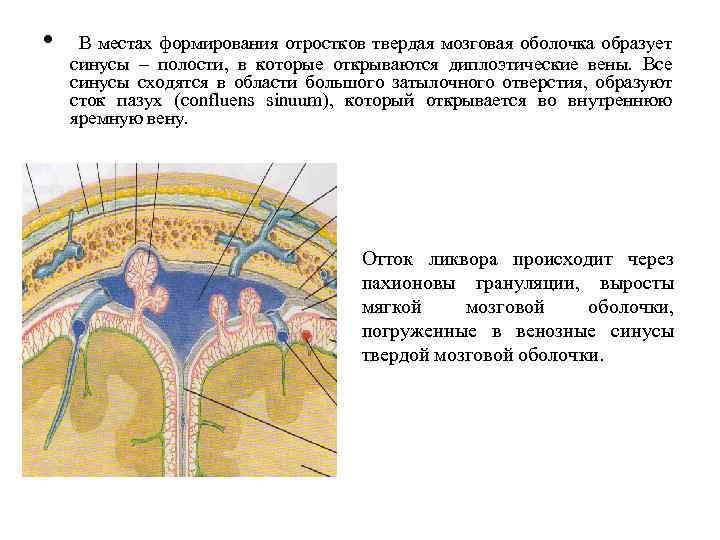  • В местах формирования отростков твердая мозговая оболочка образует синусы – полости, в