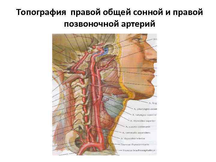 Топография правой общей сонной и правой позвоночной артерий 