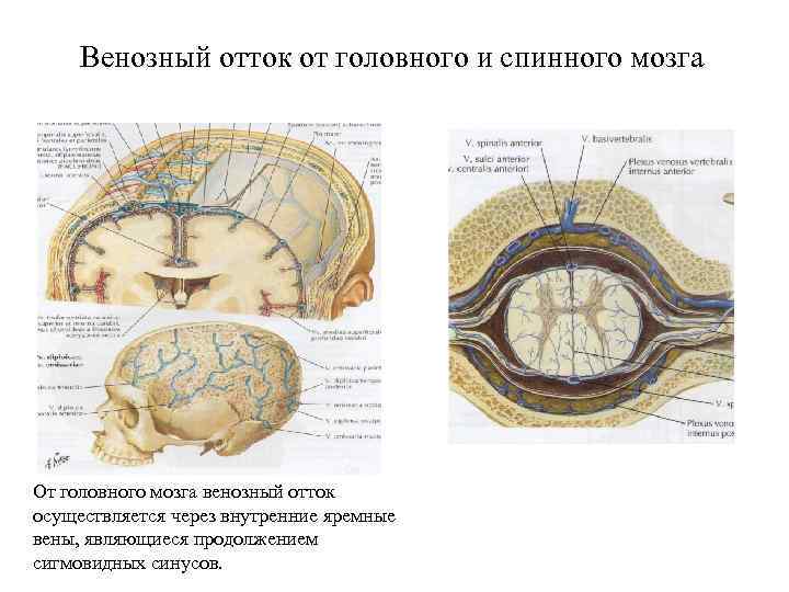 Венозный отток от головного и спинного мозга От головного мозга венозный отток осуществляется через