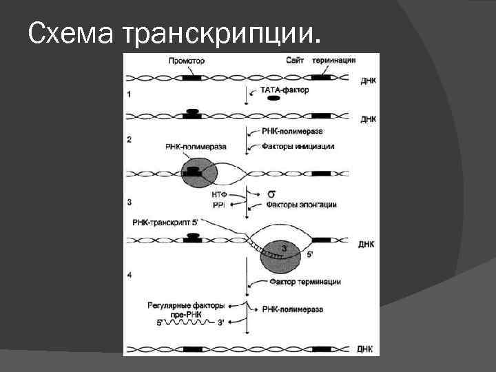 Первый транскрипция