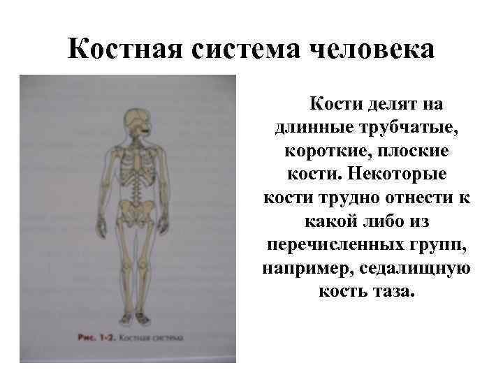 Костная система человека Кости делят на длинные трубчатые, короткие, плоские кости. Некоторые кости трудно