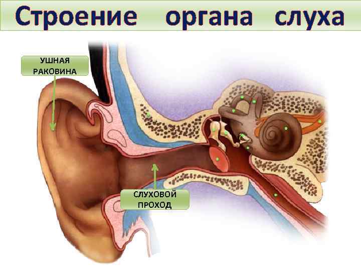 Строение органа слуха УШНАЯ РАКОВИНА Тема. Строение и функции слухового анализатора. Гигиена слуха. СЛУХОВОЙ