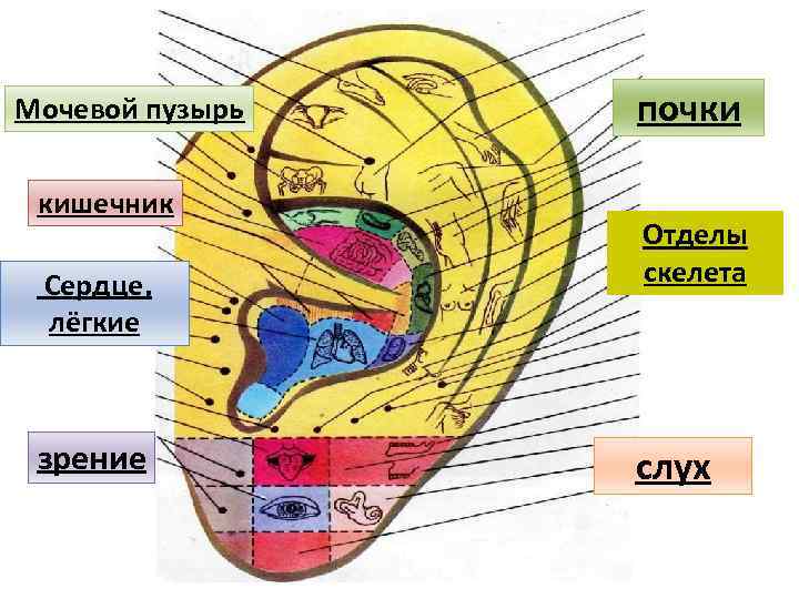 Мочевой пузырь кишечник Сердце, лёгкие зрение почки Отделы скелета слух 