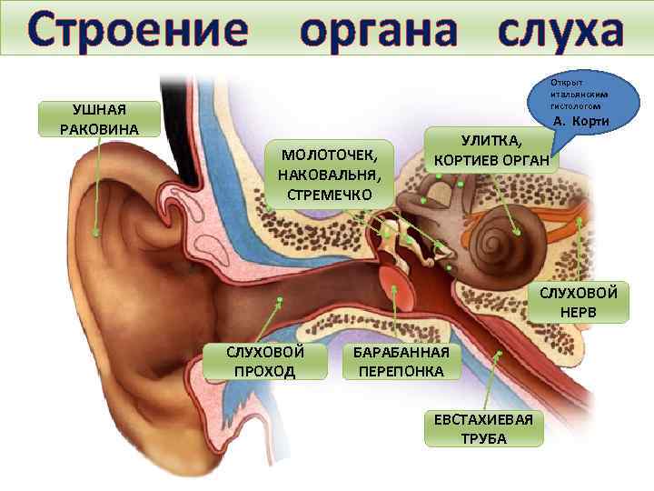 Строение органа слуха Открыт итальянским гистологом УШНАЯ РАКОВИНА А. Корти МОЛОТОЧЕК, НАКОВАЛЬНЯ, СТРЕМЕЧКО УЛИТКА,