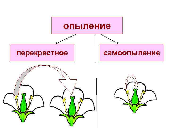 опыление перекрестное самоопыление 