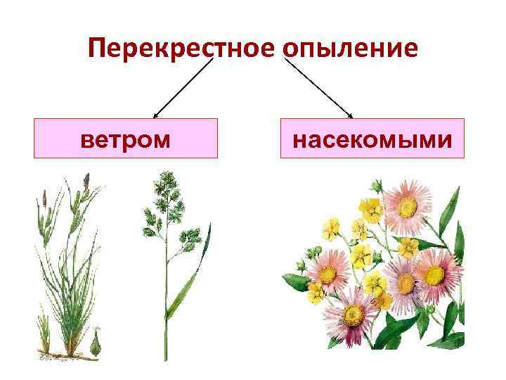 Перекрестное опыление ветром насекомыми 