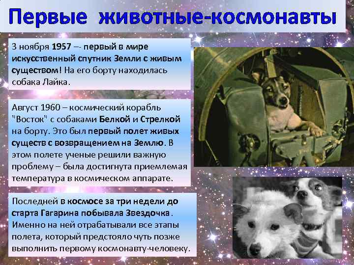 Первые животные-космонавты 3 ноября 1957 –- первый в мире искусственный спутник Земли с живым