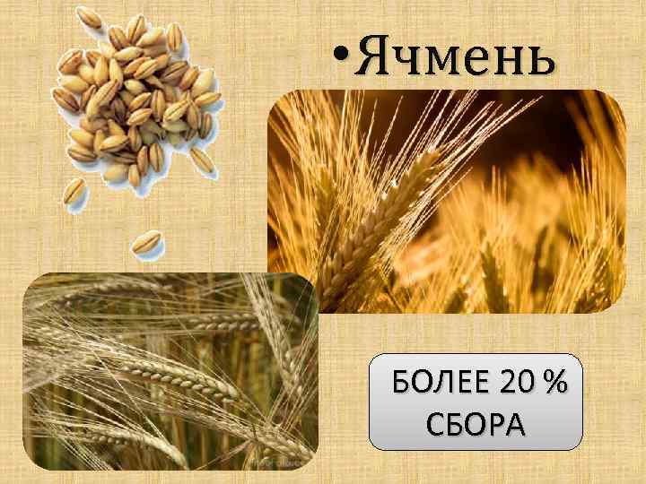  • Ячмень БОЛЕЕ 20 % СБОРА 