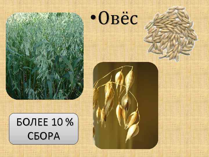  • Овёс БОЛЕЕ 10 % СБОРА 