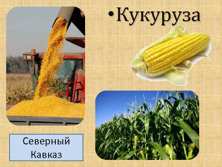  • Кукуруза Северный Кавказ 