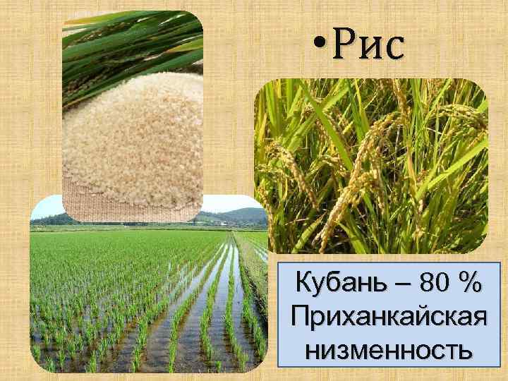  • Рис Кубань – 80 % Приханкайская низменность 