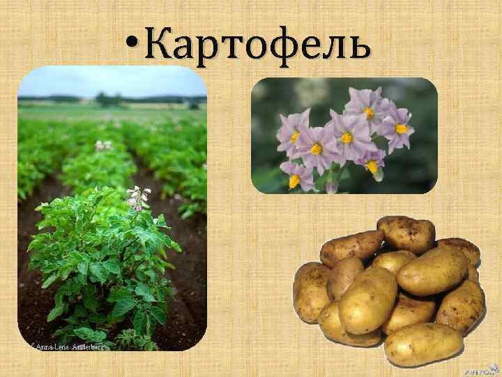  • Картофель 