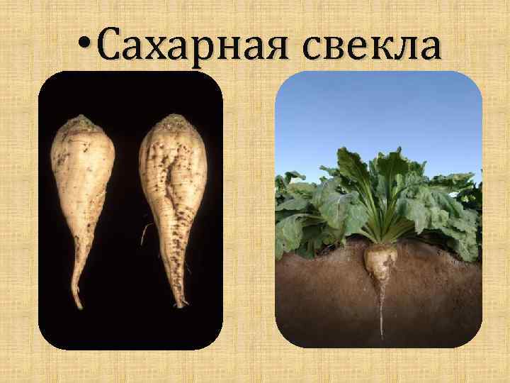  • Сахарная свекла 