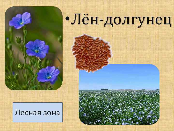  • Лён-долгунец Лесная зона 