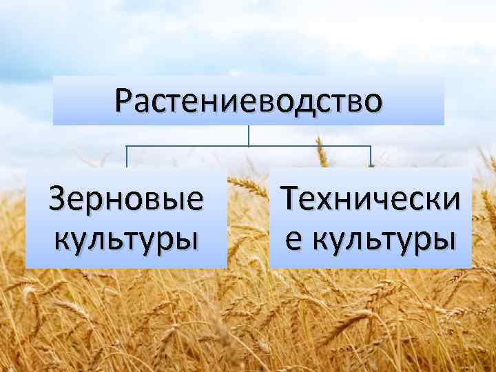 Растениеводство Зерновые культуры Технически е культуры 