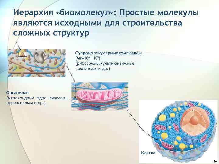 Иерархия «биомолекул» : Простые молекулы являются исходными для строительства сложных структур Супрамолекулярные комплексы (Mr=106―