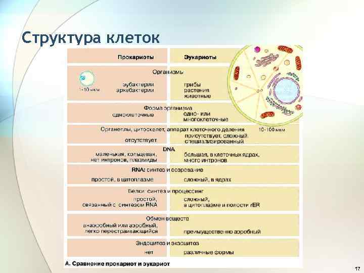 Структура клеток 17 