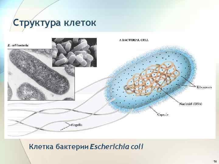 Структура клеток Клетка бактерии Escherichia coli 18 