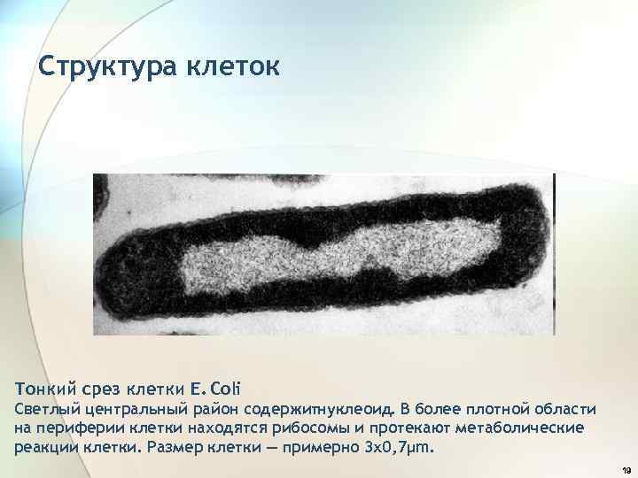 Структура клеток Тонкий срез клетки E. Coli Светлый центральный район содержитнуклеоид. В более плотной