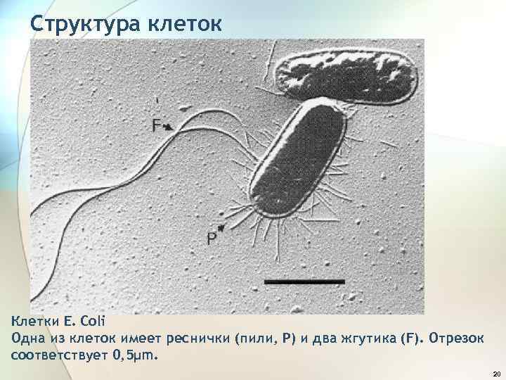 Структура клеток Клетки E. Coli Одна из клеток имеет реснички (пили, Р) и два