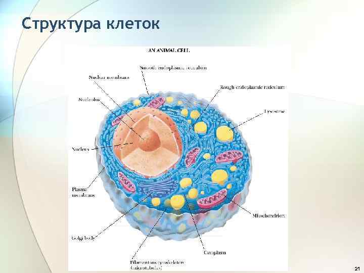 Структура клеток 21 