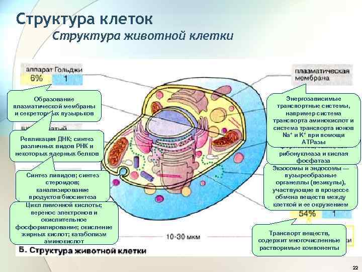 Структура клеток Структура животной клетки Образование плазматической мембраны и секреторных пузырьков Репликация ДНК; синтез