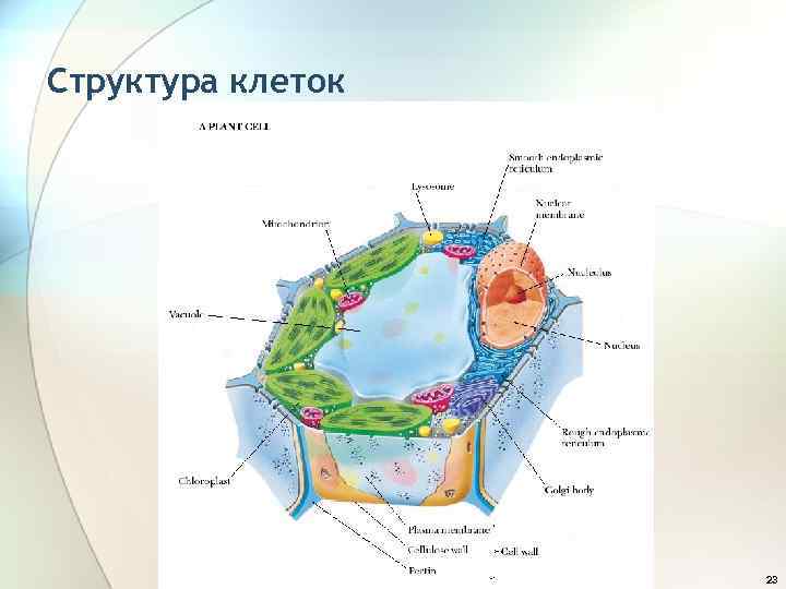 Структура клеток 23 