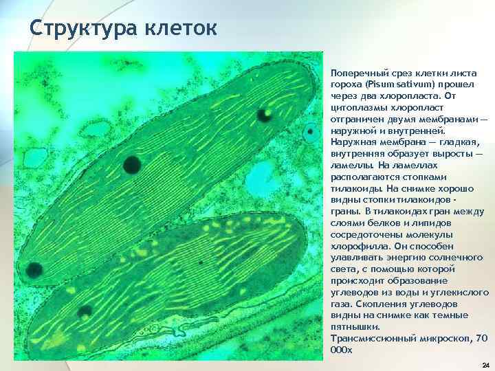 Структура клеток Поперечный срез клетки листа гороха (Pisum sativum) прошел через два хлоропласта. От