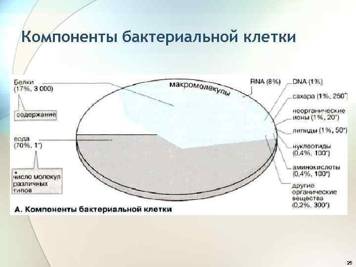 Компоненты бактериальной клетки 25 