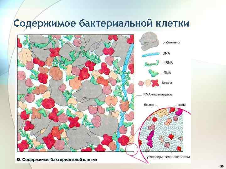 Содержимое бактериальной клетки 26 