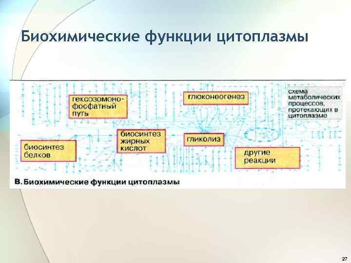 Биохимические функции цитоплазмы 27 