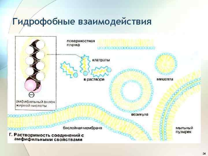 Гидрофобные взаимодействия 34 