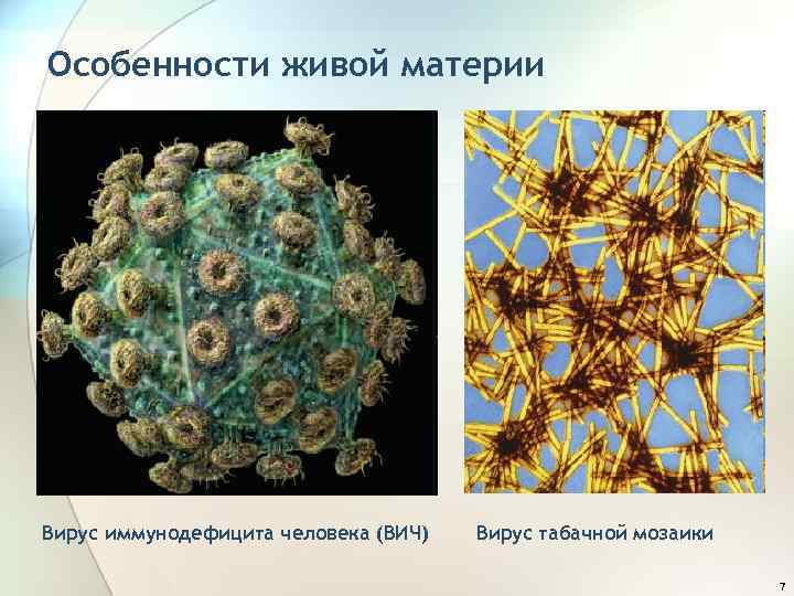 Особенности живой материи Вирус иммунодефицита человека (ВИЧ) Вирус табачной мозаики 7 