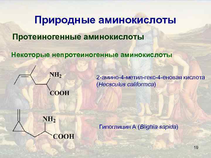Природные аминокислоты Протеиногенные аминокислоты Некоторые непротеиногенные аминокислоты 2 -амино-4 -метил-гекс-4 -еновая кислота (Hecsculus califormca)