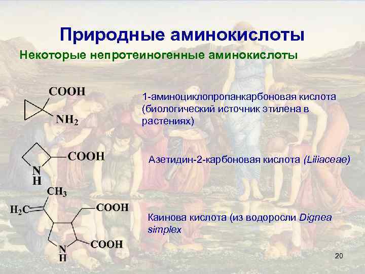 Природные аминокислоты Некоторые непротеиногенные аминокислоты 1 -аминоциклопропанкарбоновая кислота (биологический источник этилена в растениях) Азетидин-2