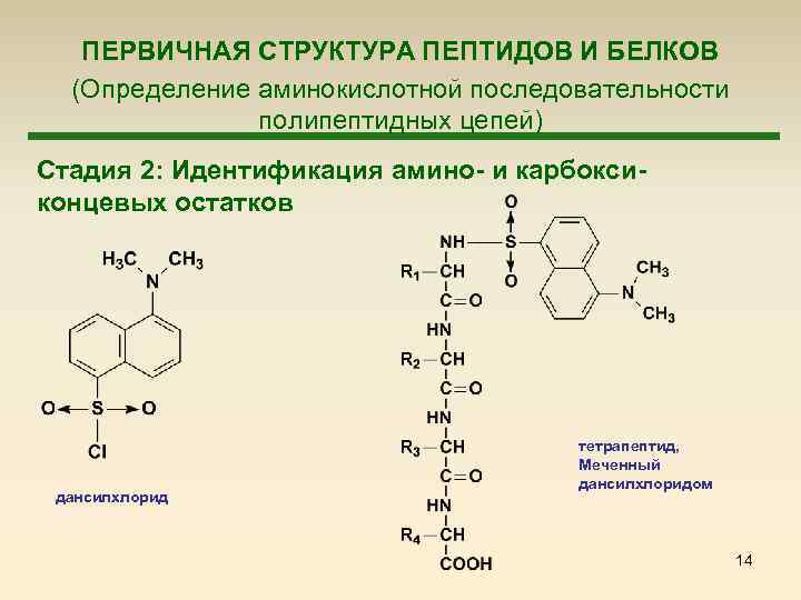  ПЕРВИЧНАЯ СТРУКТУРА ПЕПТИДОВ И БЕЛКОВ (Определение аминокислотной последовательности полипептидных цепей) Стадия 2: Идентификация