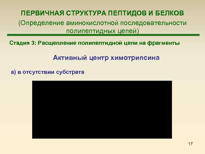 ПЕРВИЧНАЯ СТРУКТУРА ПЕПТИДОВ И БЕЛКОВ (Определение аминокислотной последовательности полипептидных цепей) Стадия 3: Расщепление