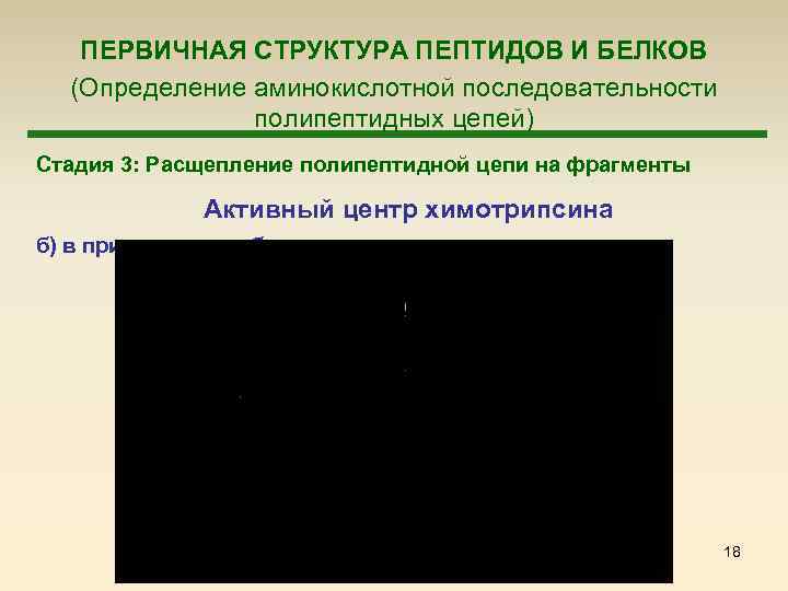  ПЕРВИЧНАЯ СТРУКТУРА ПЕПТИДОВ И БЕЛКОВ (Определение аминокислотной последовательности полипептидных цепей) Стадия 3: Расщепление