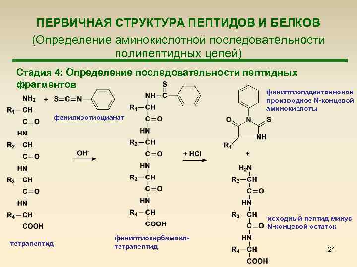 Аминокислотные цепи