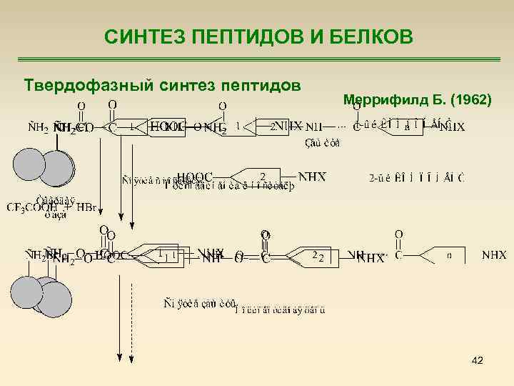 Пептиды последовательность синтеза пептидов